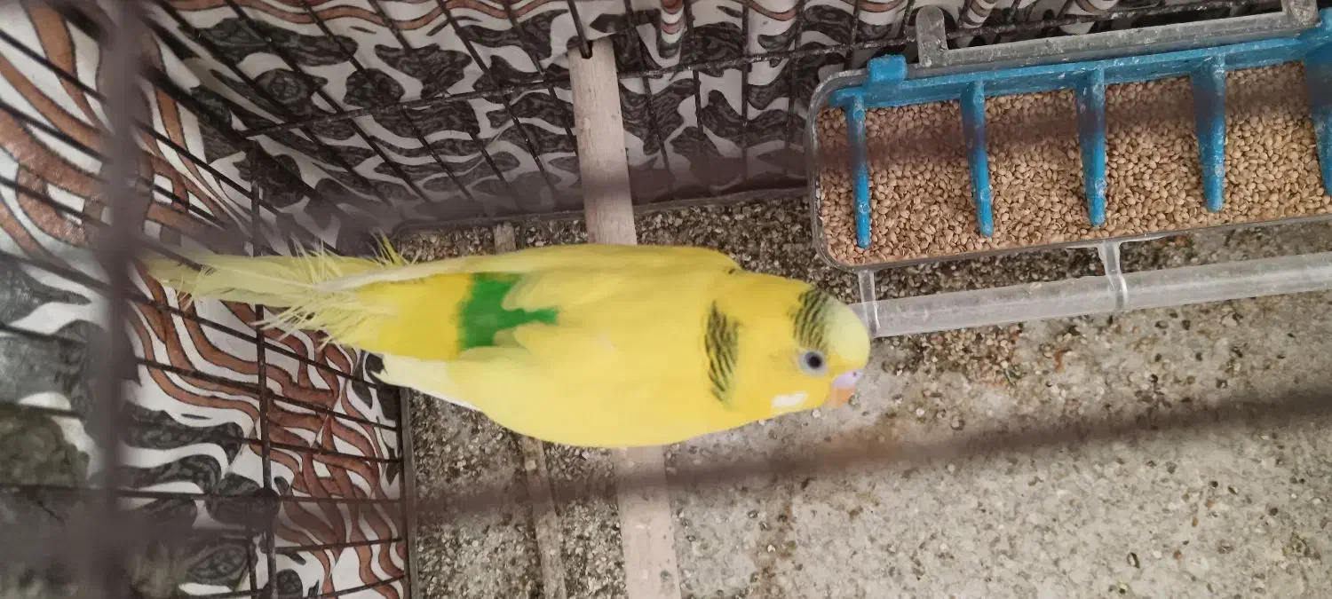 مرغ عشق نر|پرنده|فسا, |دیوار