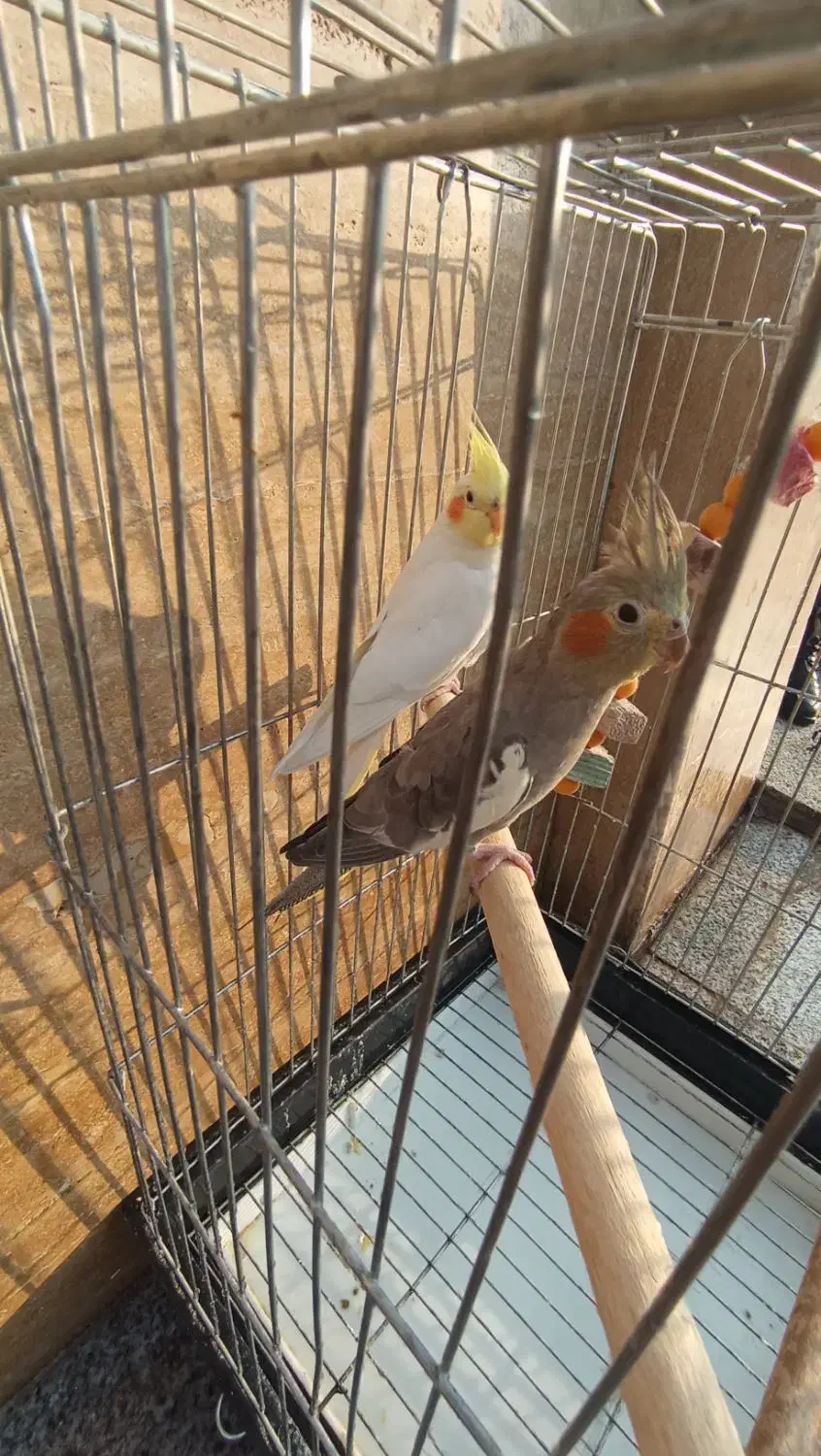 عروس هلندی|پرنده|قم, انصارالحسین|دیوار