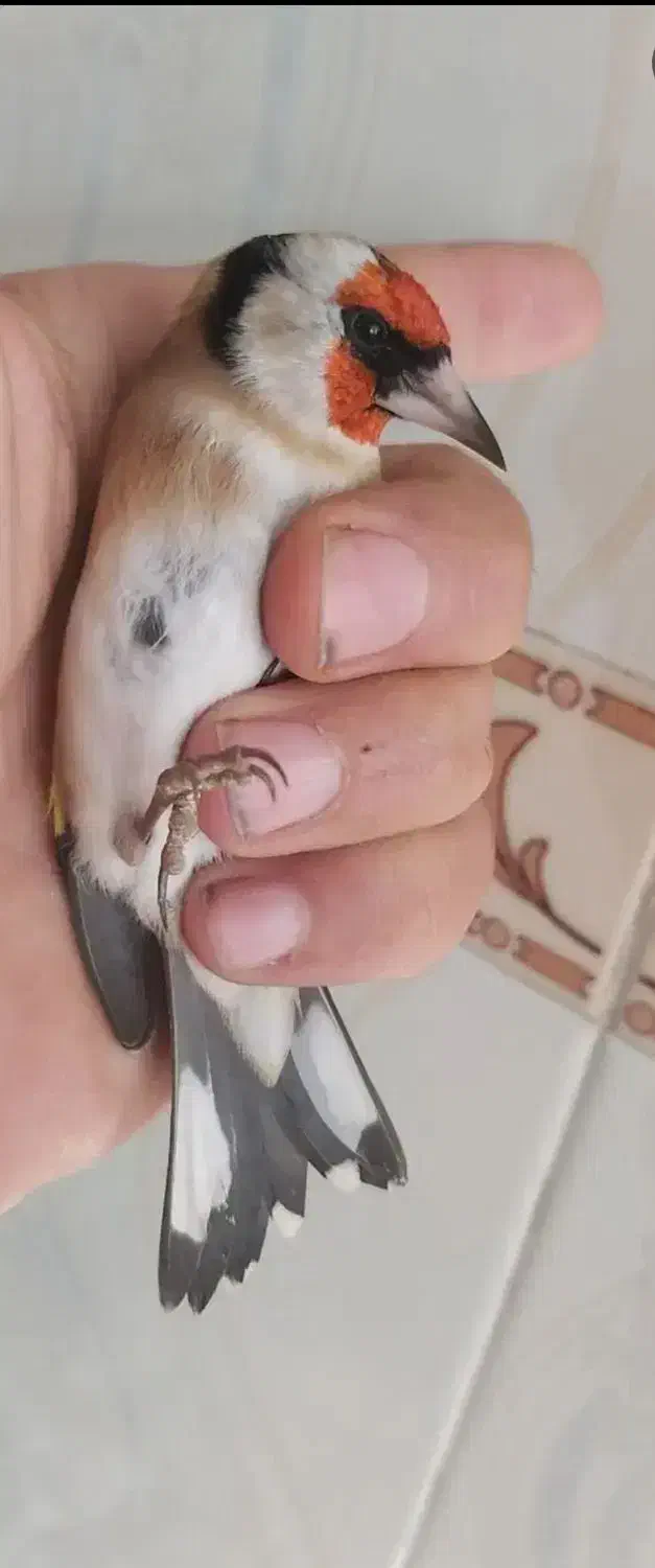 سهره نر|پرنده|مبارکه, |دیوار