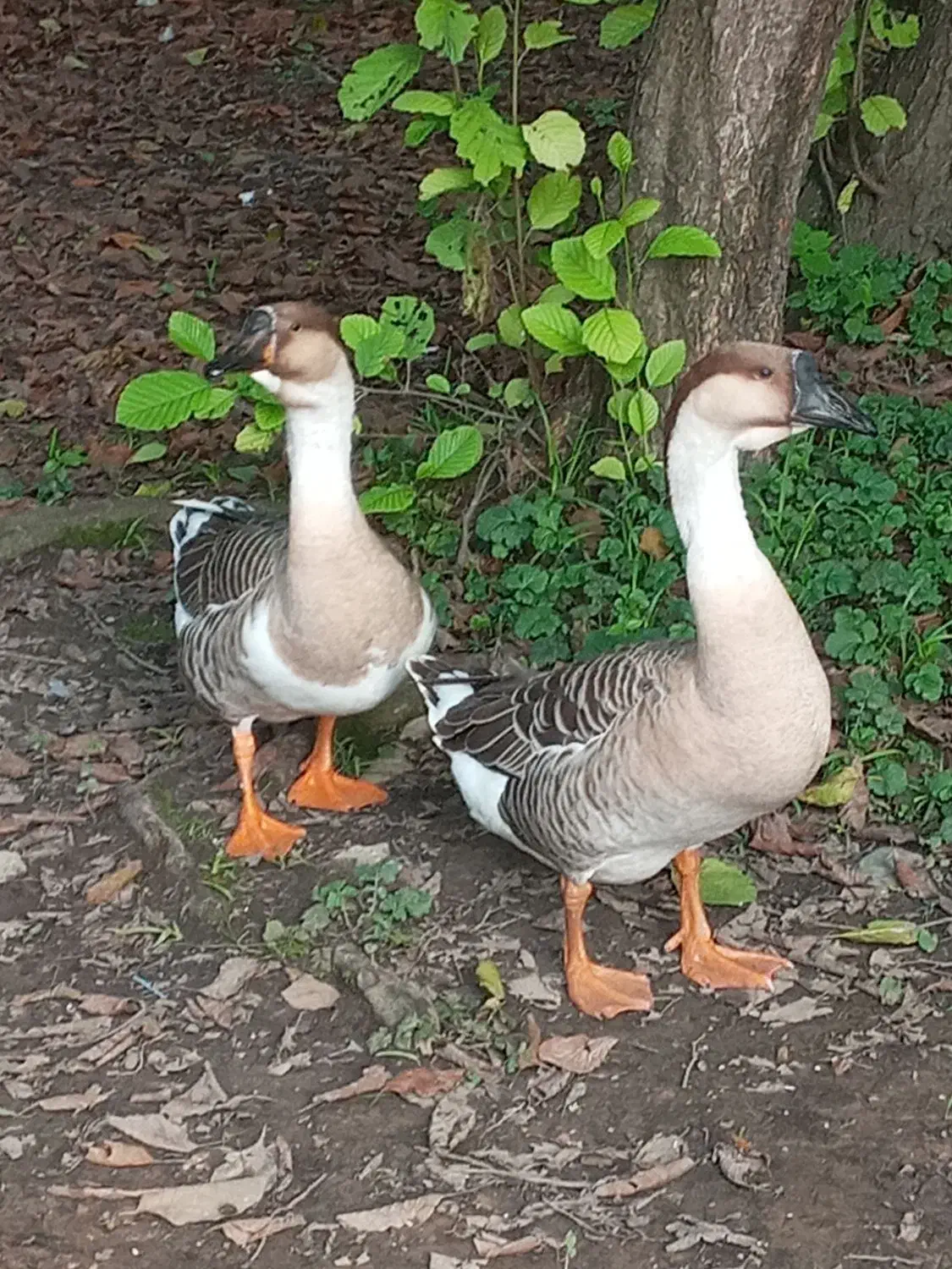 قوغاز آفریقایی|حیوانات مزرعه|رشت, حومه رشت|دیوار