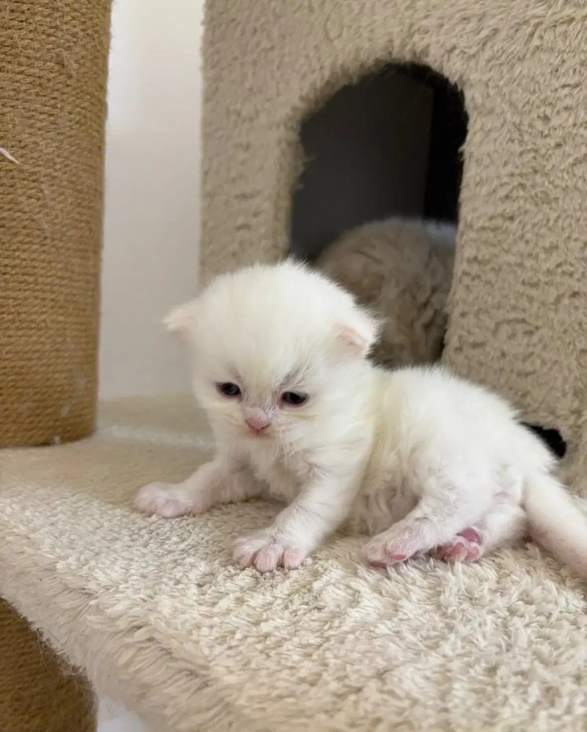 بچه گربه بریتیش ناز و آروم|گربه|تهران, نیاوران|دیوار