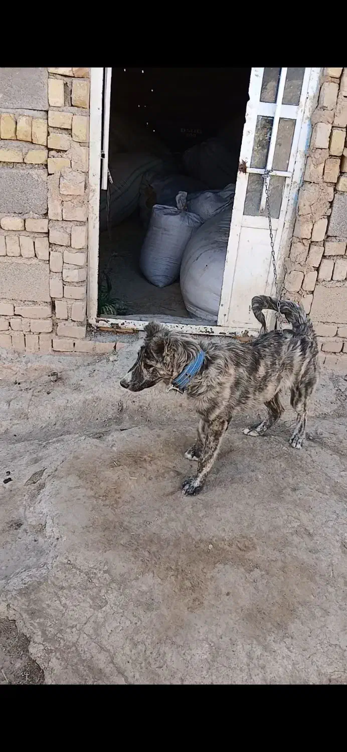 واگذاری دوقلاده سگ|سگ|گل تپه, |دیوار