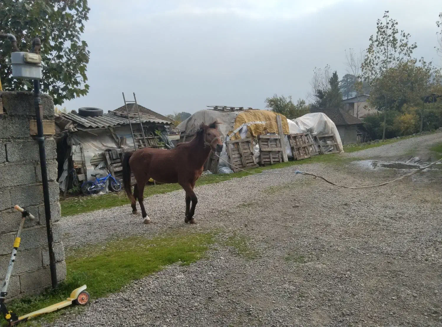 اسب نر|حیوانات مزرعه|آستارا, |دیوار