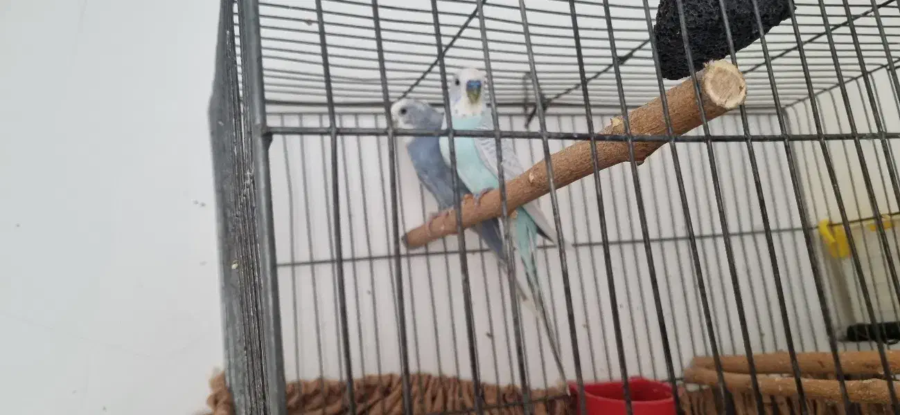 یک جفت مرغ عشق با ۷ جوجه|پرنده|تهران, مینیسیتی (شهرک نفت)|دیوار