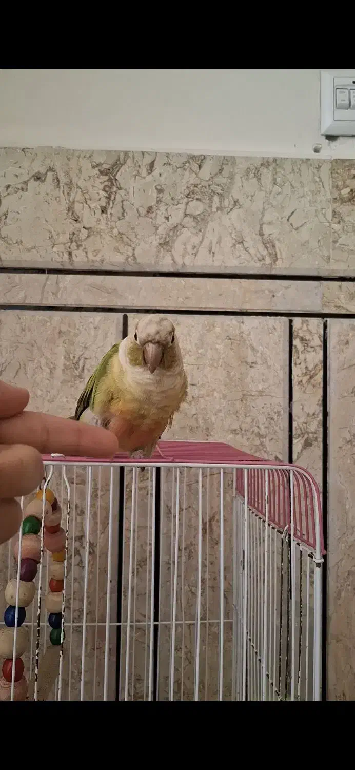 طوطی گرینچیک|پرنده|خمینی‌شهر, |دیوار