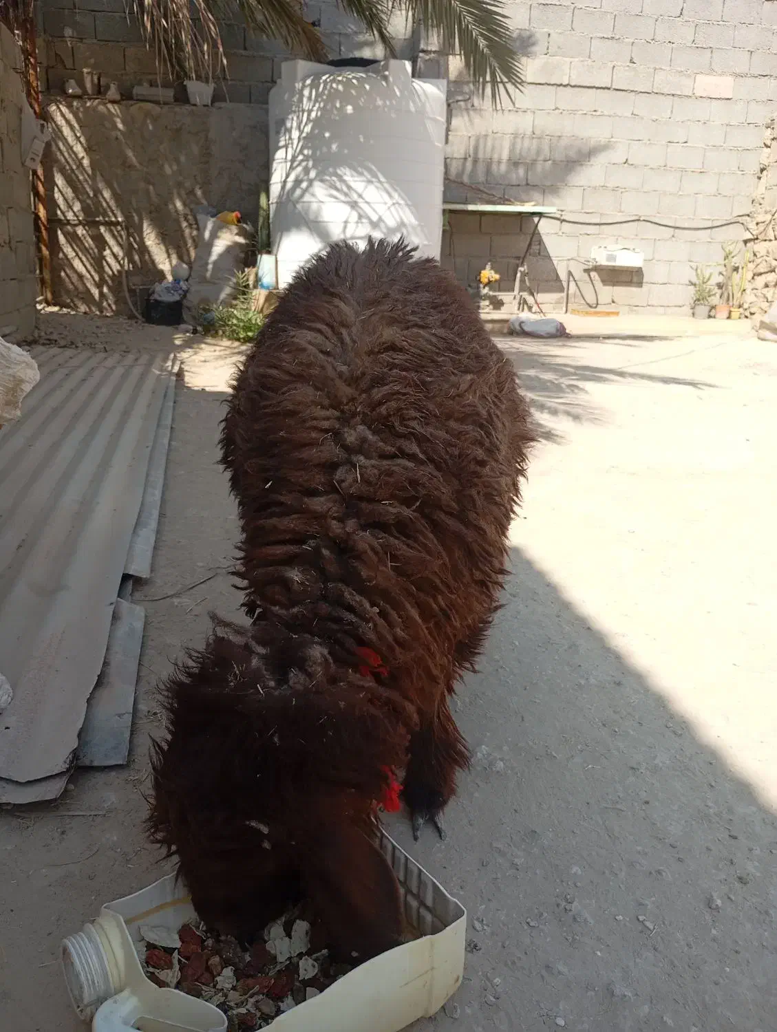 کهره نروماده بره نر|حیوانات مزرعه|اهرم, |دیوار