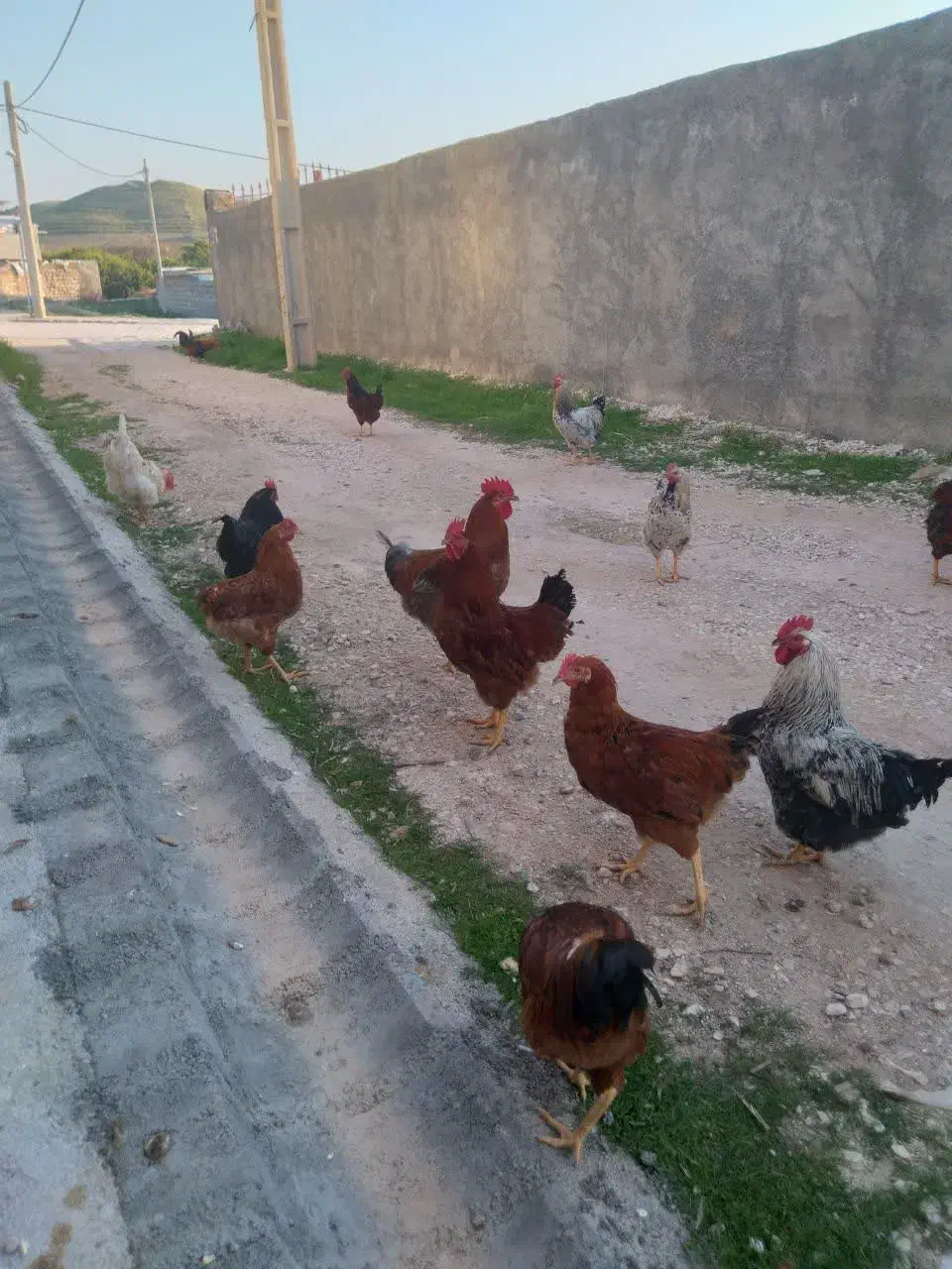 خروس محلی|حیوانات مزرعه|سرپل ذهاب, |دیوار