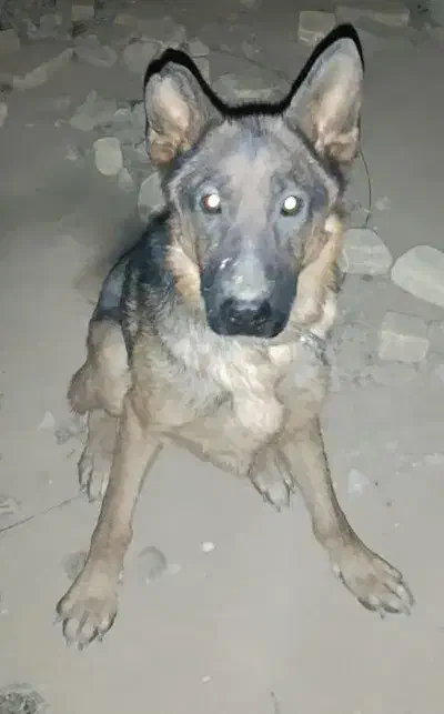 واگذاری یک جفت سگ ژرمن و دوبرمن|سگ|ششده و قره بلاغ, |دیوار