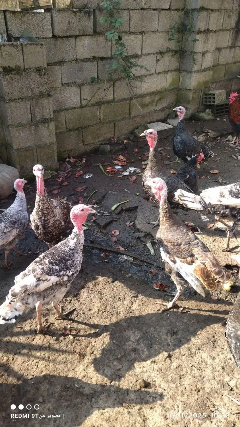 بوقلمون|حیوانات مزرعه|ماسال, |دیوار