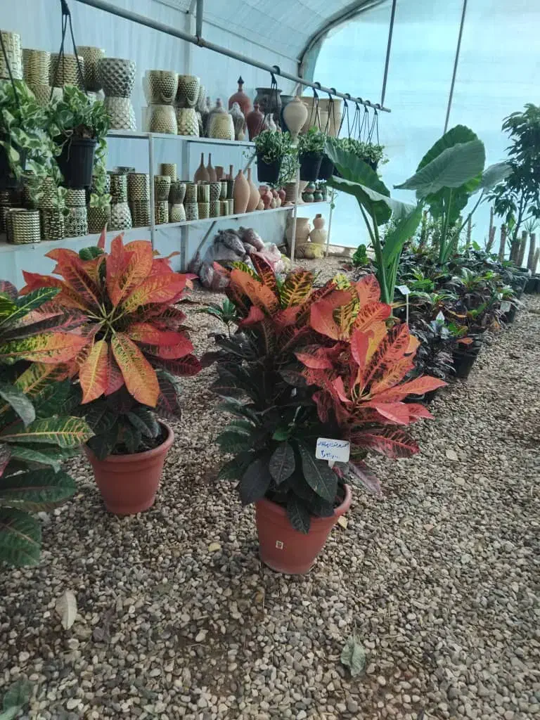 گلباغ نویان فروش انواع گل وگیاه|گل و گیاه طبیعی|خرمشهر, |دیوار