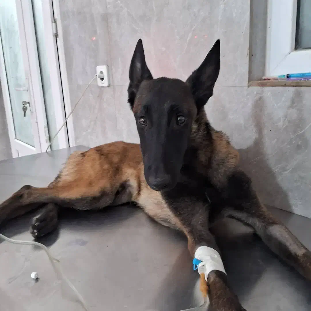 سگ مانینیوز|حیوانات|سیرجان, |دیوار