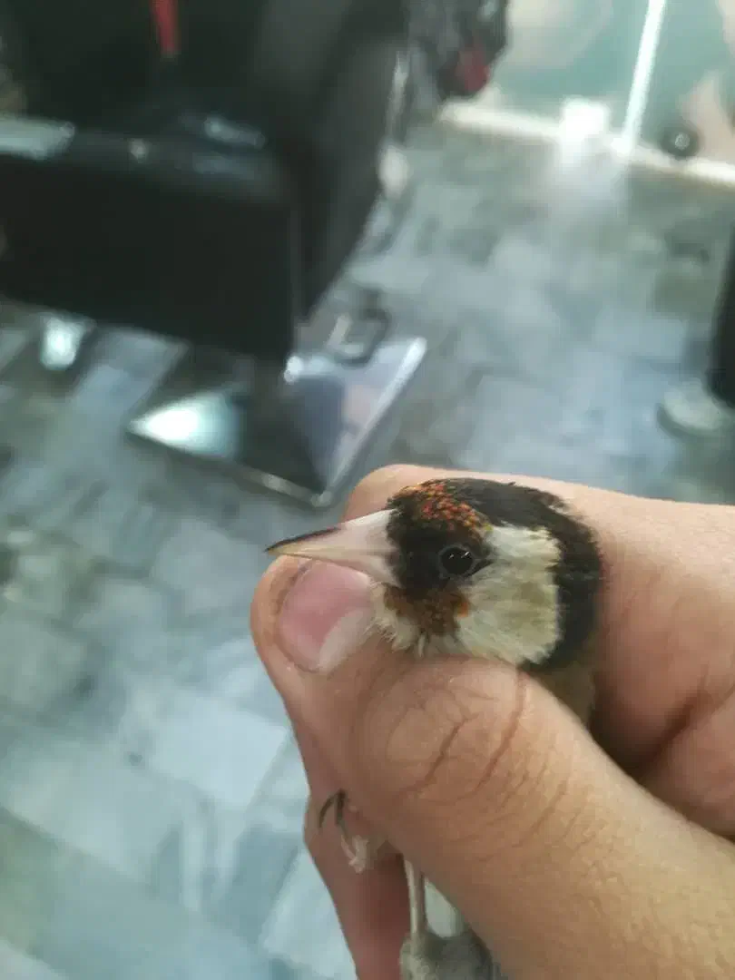 سهره|پرنده|ورامین, ورامین|دیوار