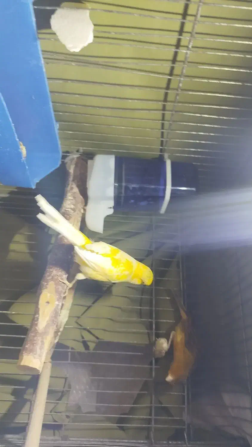 پرنده مولد|پرنده|بندر ماهشهر, |دیوار