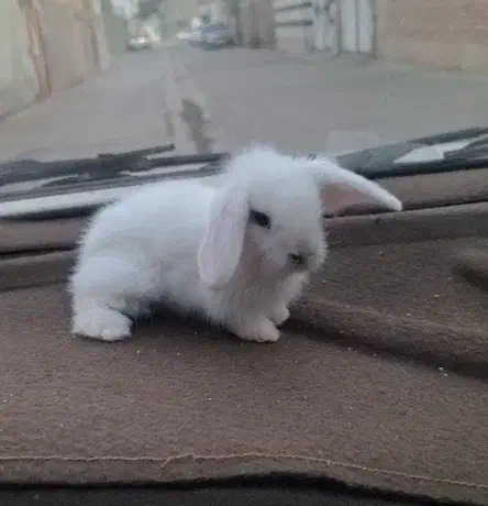 فروخته شد|موش و خرگوش|سیرجان, |دیوار