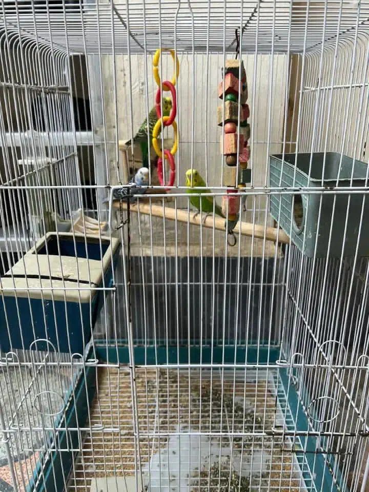 مرغ عشق عاشق|پرنده|ساری, |دیوار