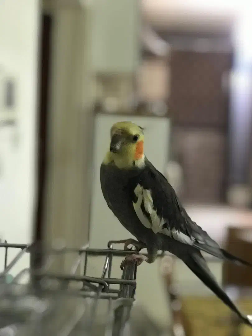 طوطی عروس|پرنده|اندیشه, اندیشه فاز ۵|دیوار