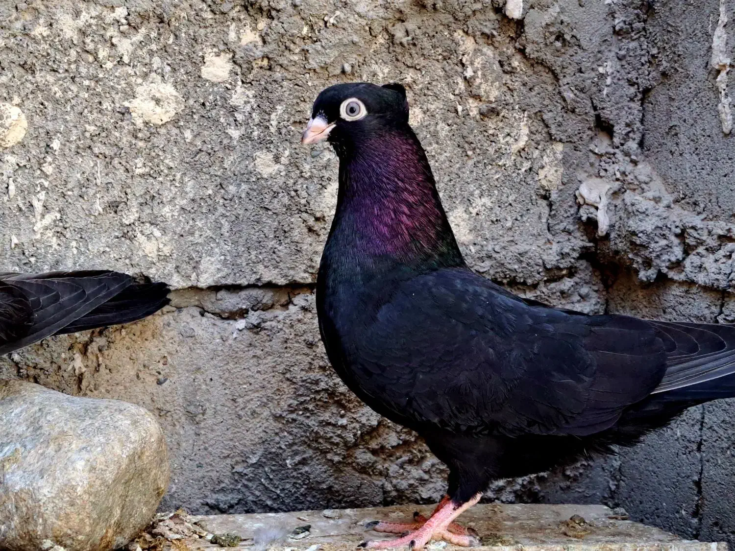 کبوتر زاغ|پرنده|جیرفت, |دیوار