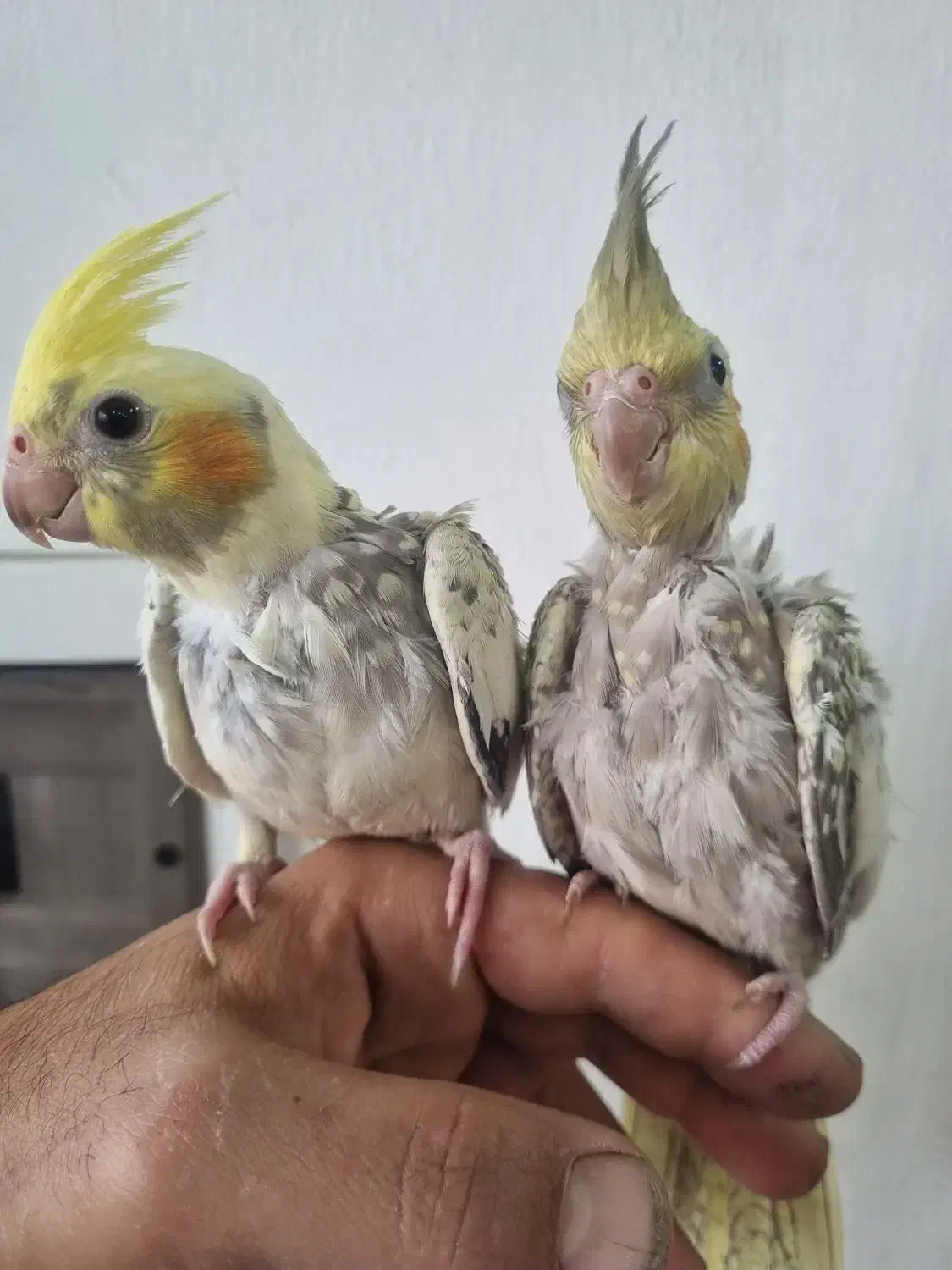 عروس هلندی دونخور فوق العاده رام ودستی|پرنده|چالوس, |دیوار