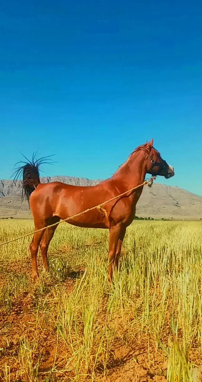 فروش مادیون عرب|اسب و تجهیزات اسبسواری|پاسارگاد, |دیوار