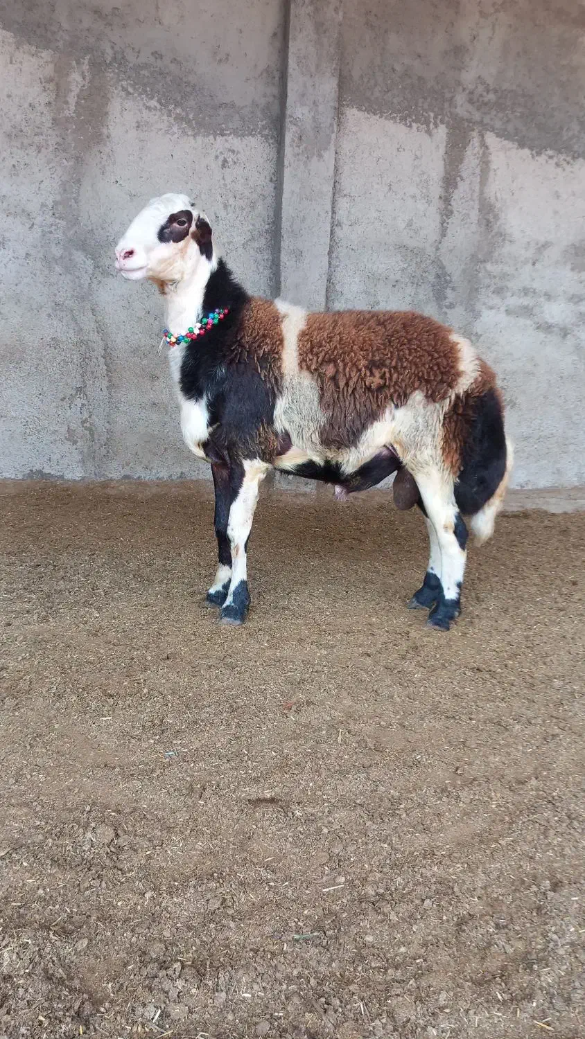 بره قوچ بروجردی|حیوانات مزرعه|سنگدوین, |دیوار