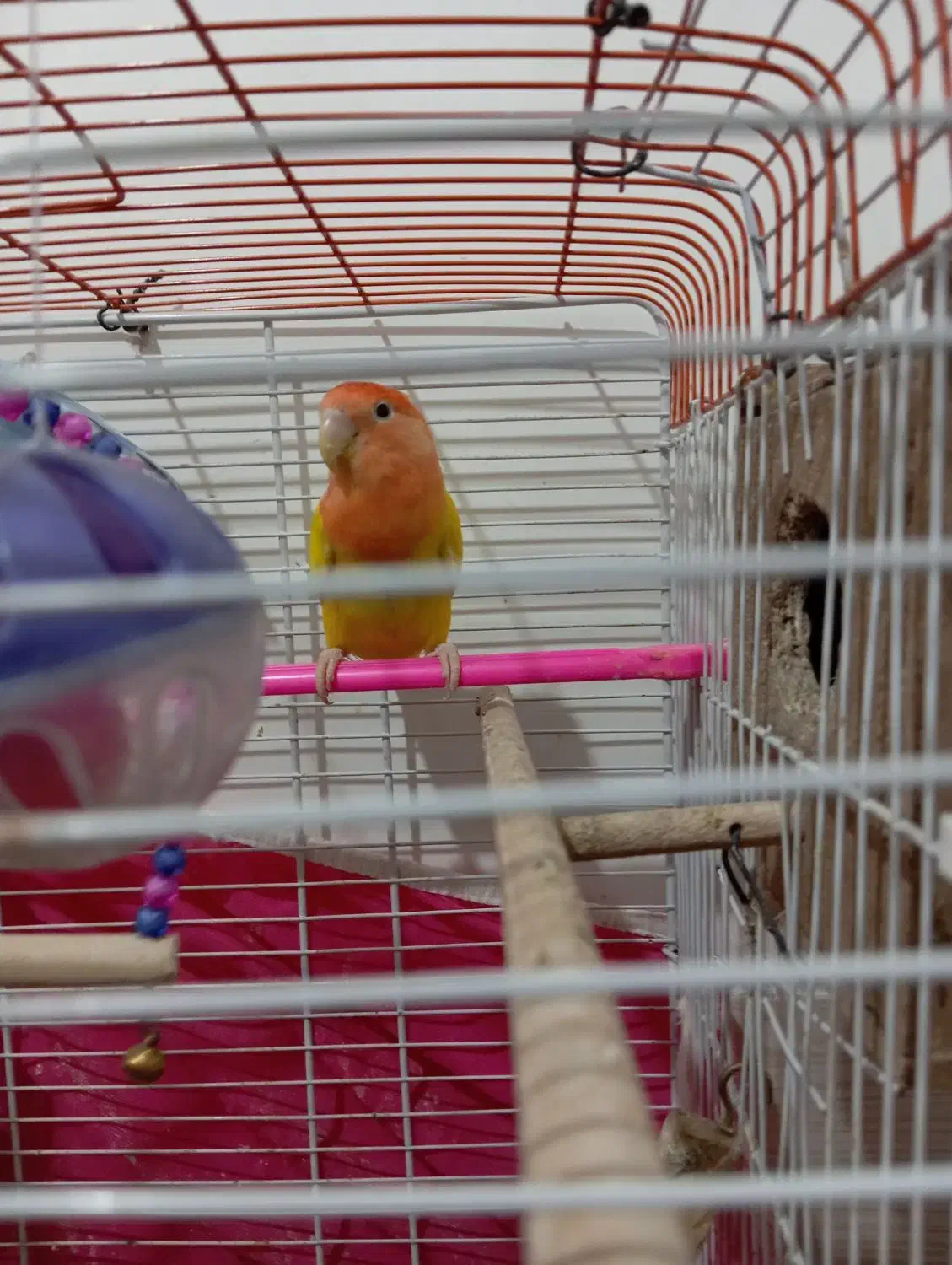 کوتوله برزیلی|پرنده|فولادشهر, زاینده رود|دیوار