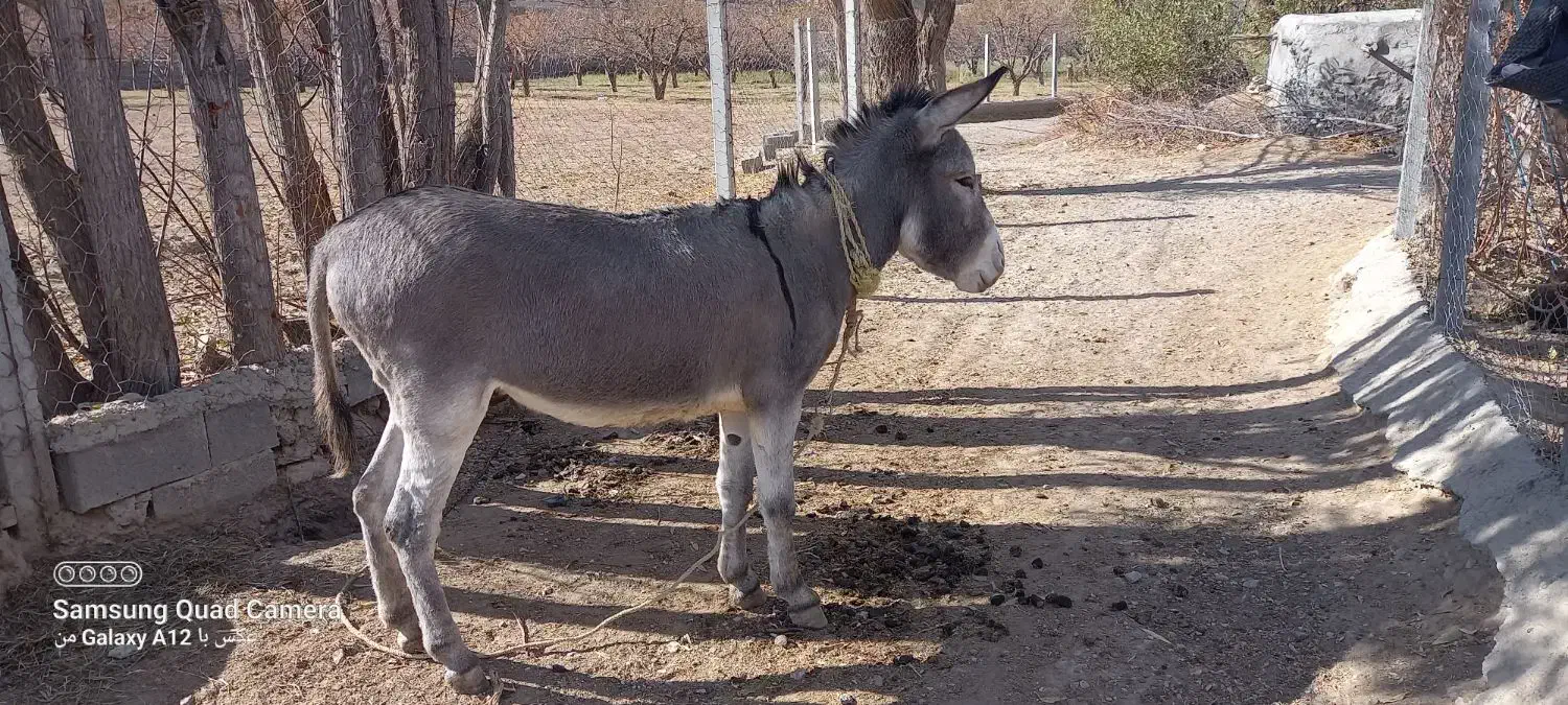 خر نر جوان گوسفندی|حیوانات مزرعه|قوچان, |دیوار