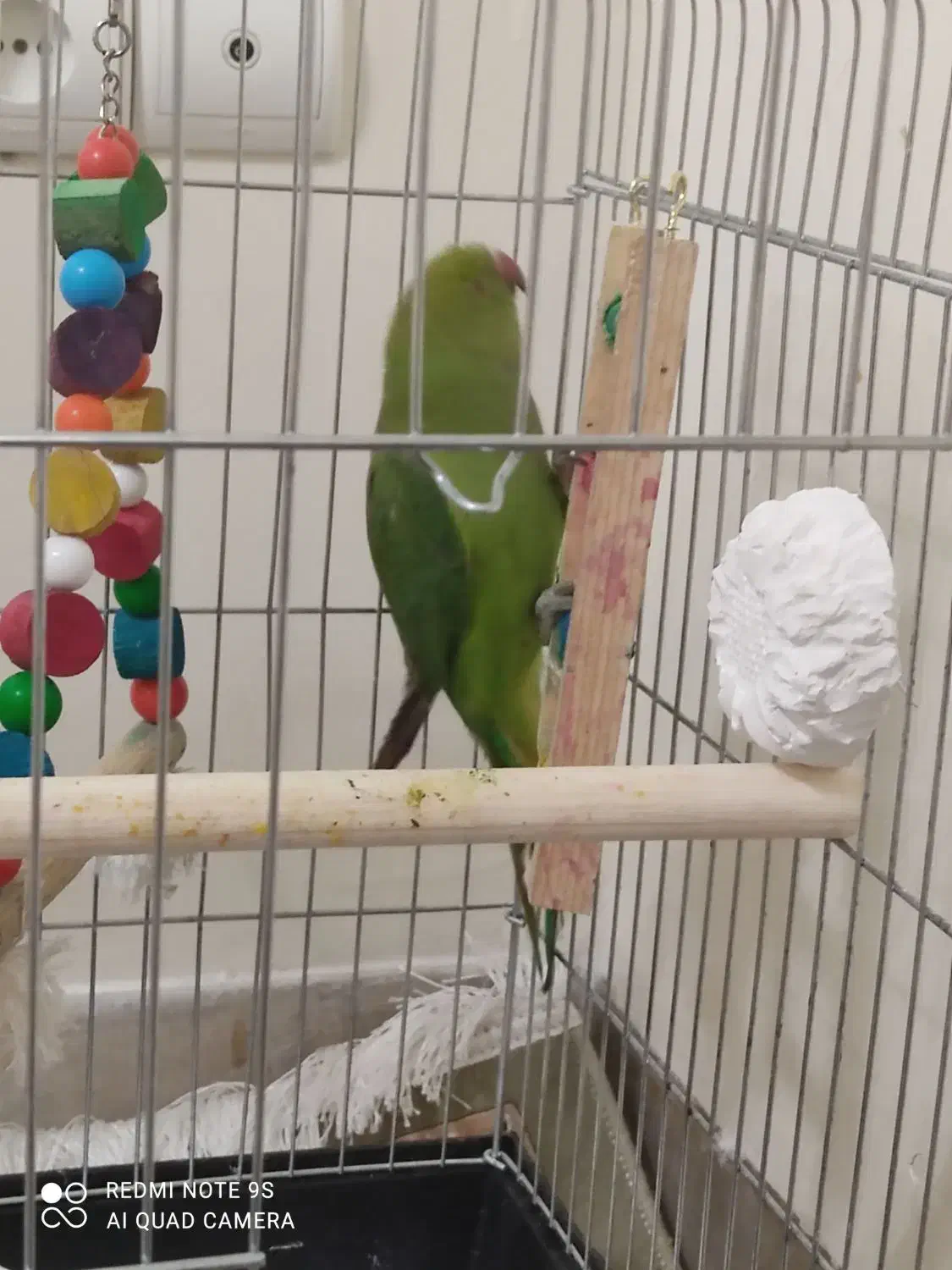 طوطی ملنگو سه ماهه سالم|پرنده|کهریزک, |دیوار