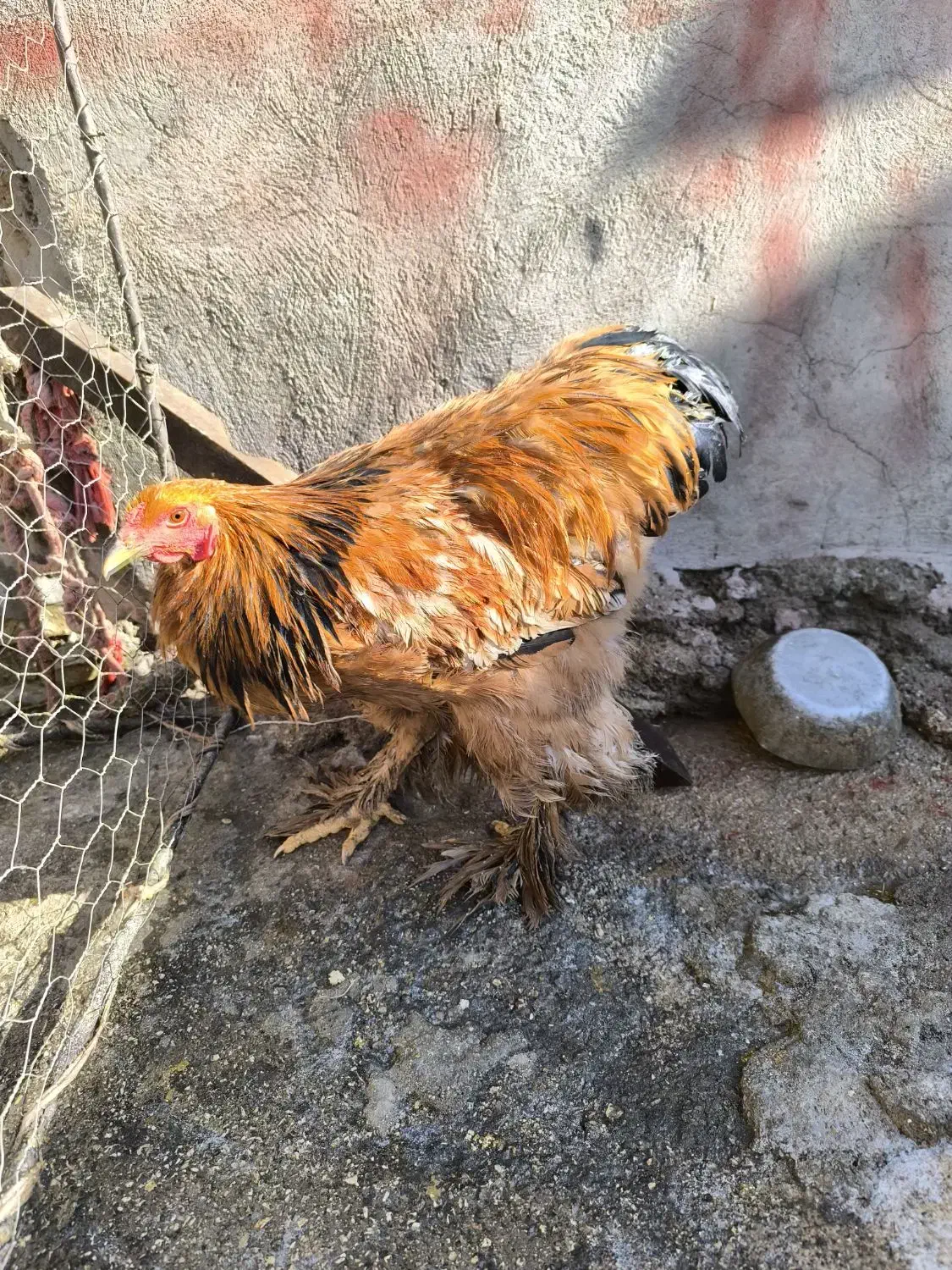 خروس برهما|حیوانات مزرعه|چرداول, |دیوار