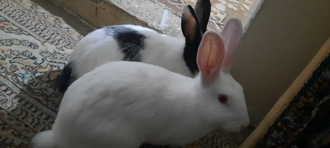 دوتا خرگوش سفید و سیاه و سفید ماده بالغ|موش و خرگوش|محمدشهر, محمدشهر|دیوار