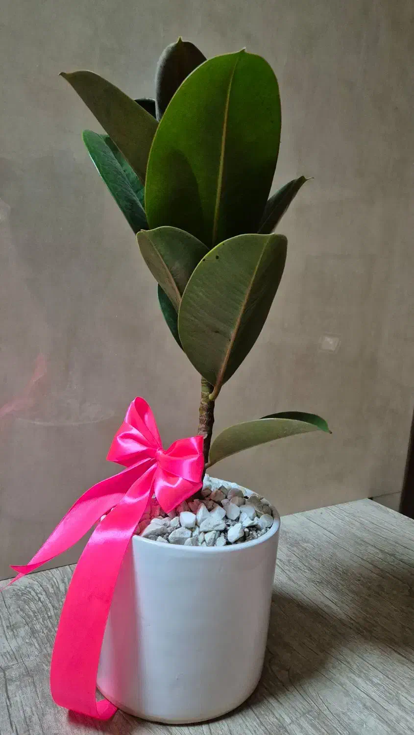 گلدان|گل و گیاه طبیعی|تهران, دانشگاه شریف|دیوار