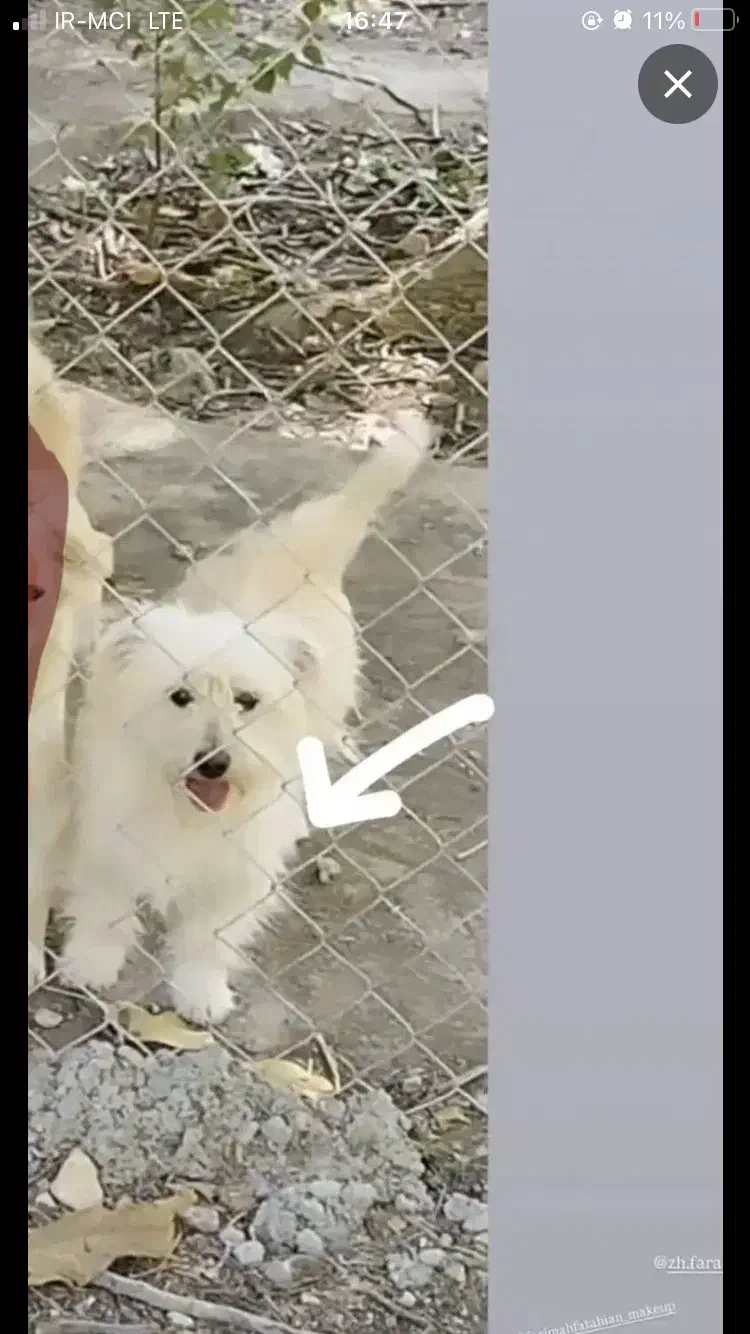 گمشده مژدگانی ده میلیون|سگ|یاسوج, |دیوار