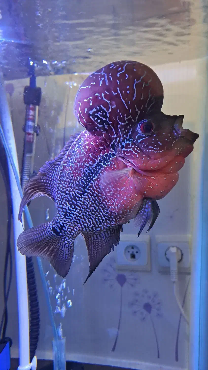 ماهی فلاور هورن|ماهی|تبریز, |دیوار