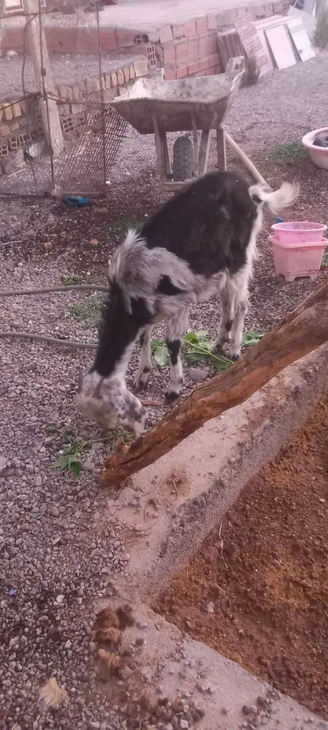 بزغاله پاکستانی|حیوانات مزرعه|سربیشه, |دیوار