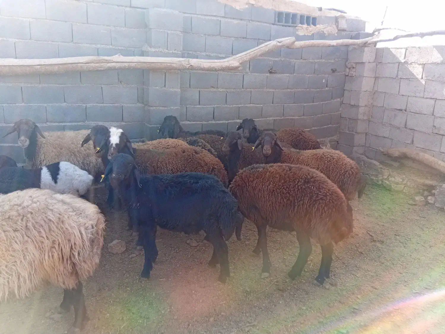 11بره نر|حیوانات مزرعه|تربت جام, جلگه موسی آباد|دیوار