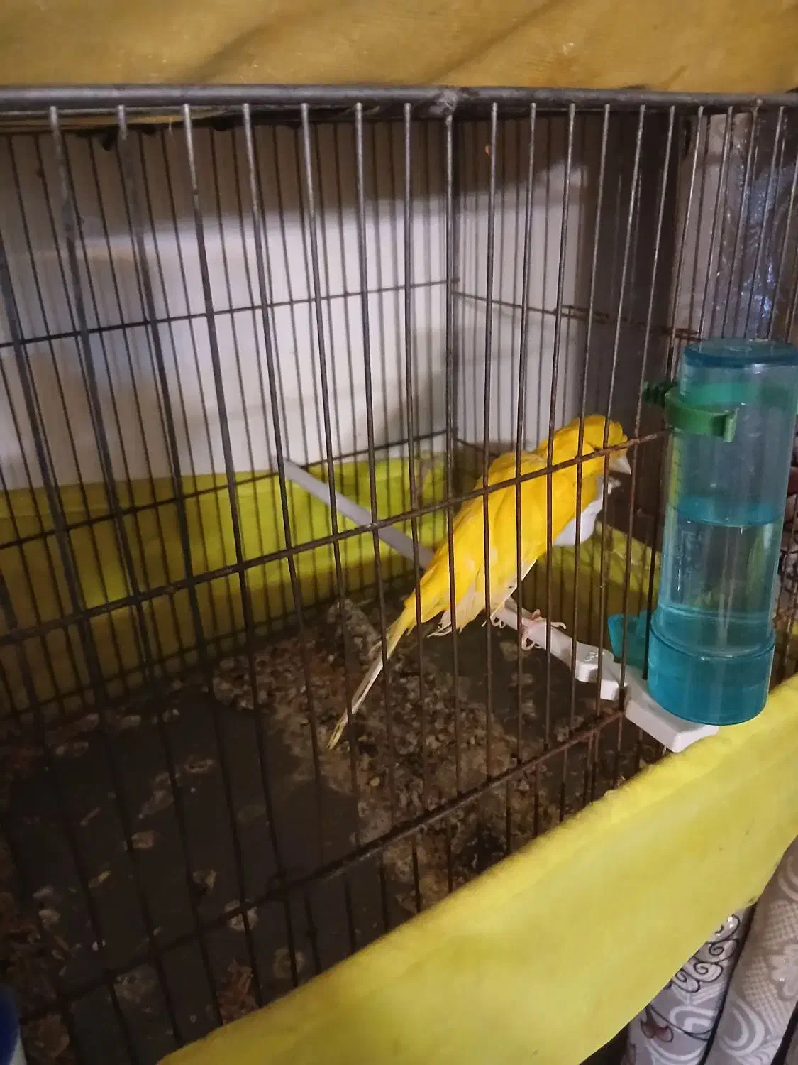 قناری نر قرص|پرنده|ری, حمزهآباد|دیوار