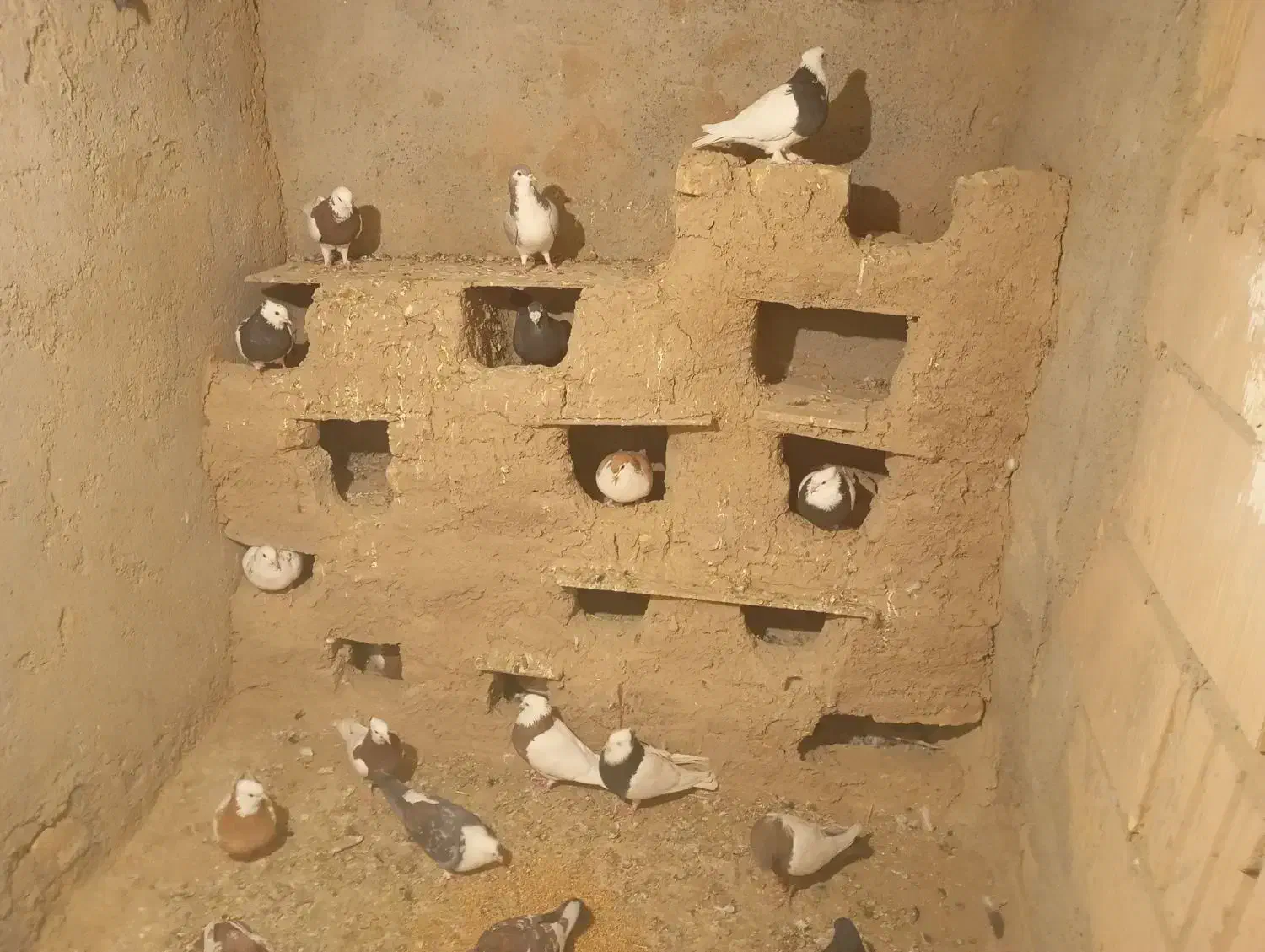 حرف ندارن 20عدد فقط به خاطر دون میفروشم230هزار تن|پرنده|جغتای, |دیوار