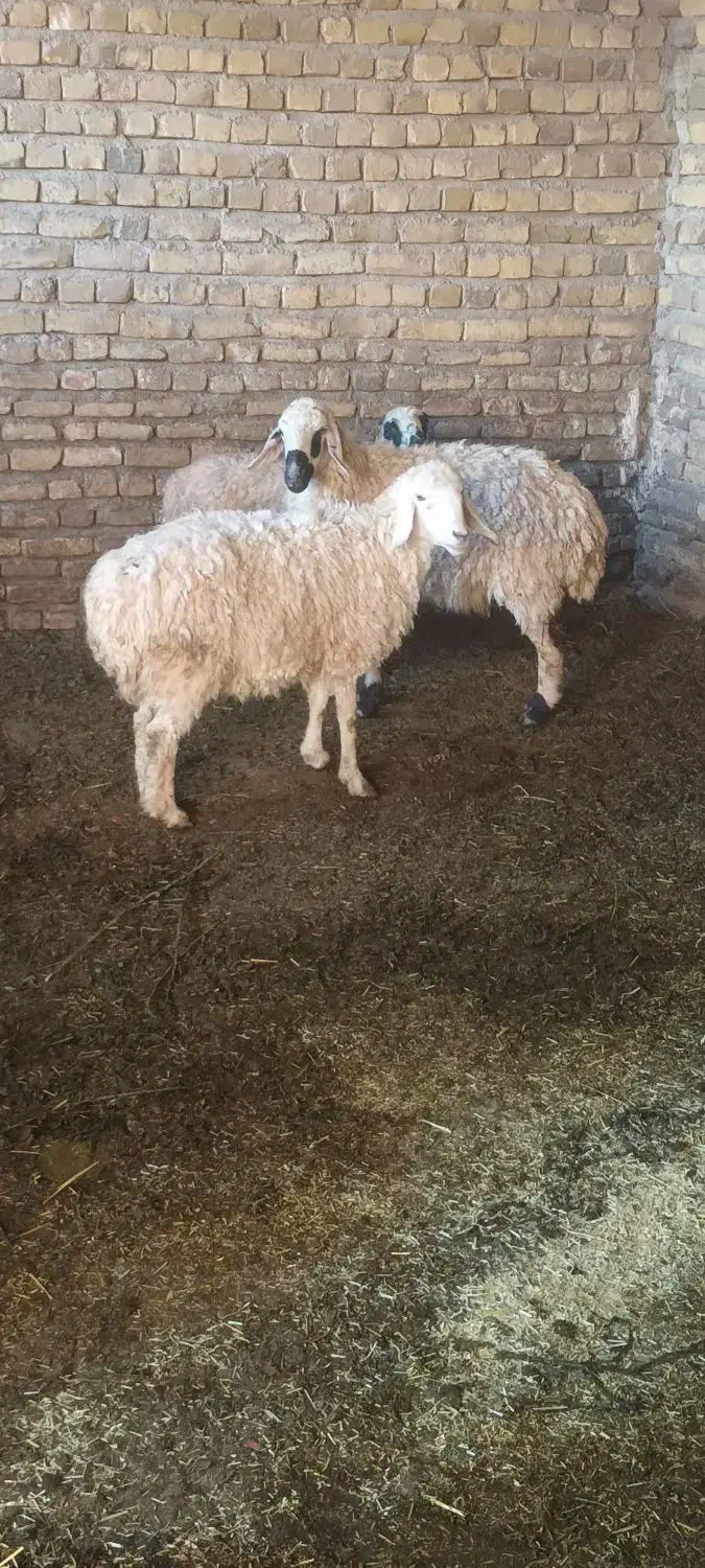 میش اوست بره بز|حیوانات مزرعه|تربتحیدریه, کوی شهید احمدزاده ملکی|دیوار