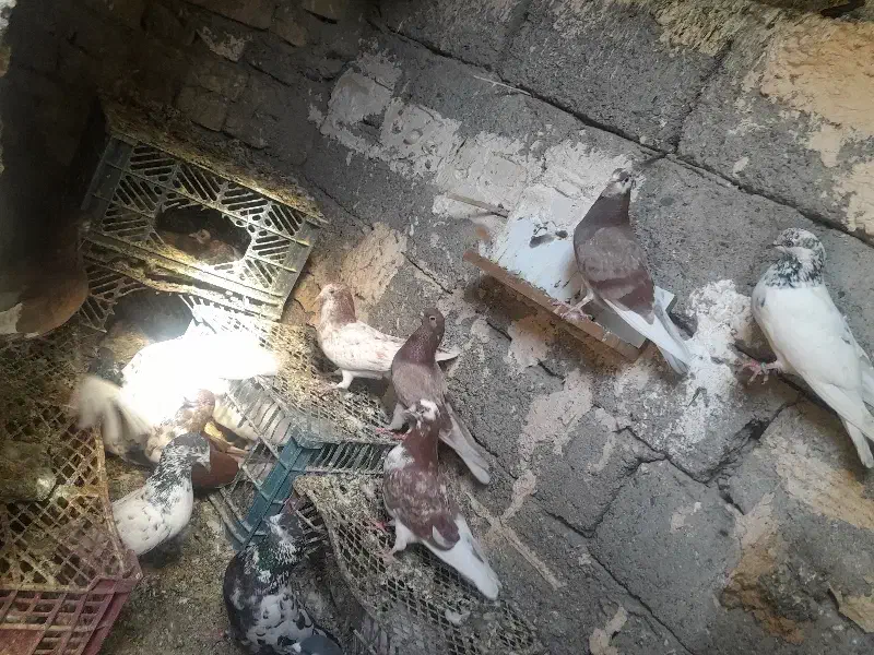 کفتر|پرنده|کهنوج, |دیوار