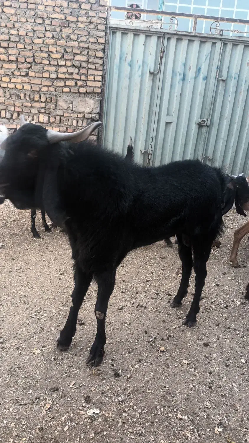 نر بز پاکستانی|حیوانات مزرعه|خاوران, |دیوار