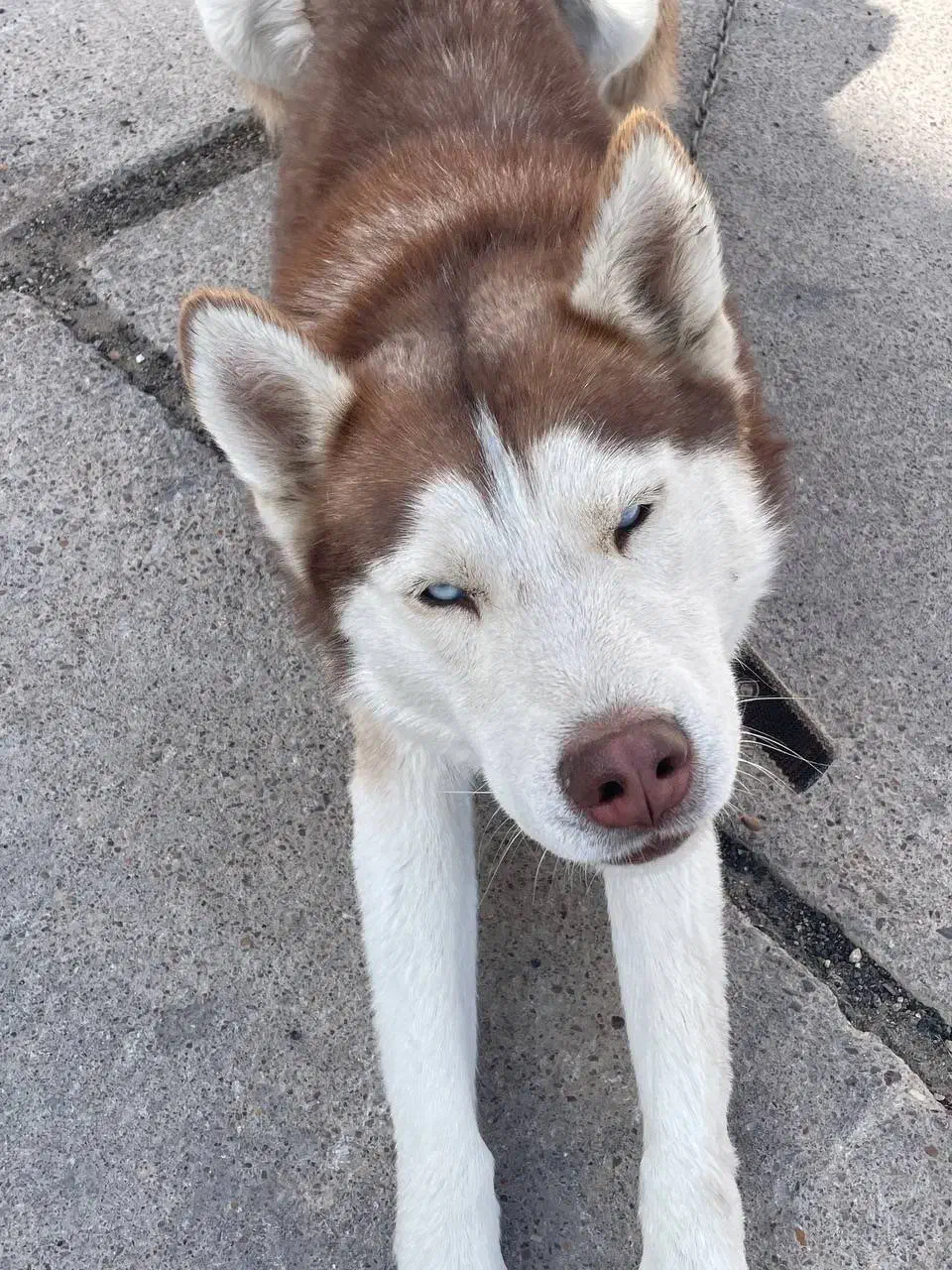 سگ هاسکی گلد کمیاب|سگ|شیراز, تندگویان|دیوار