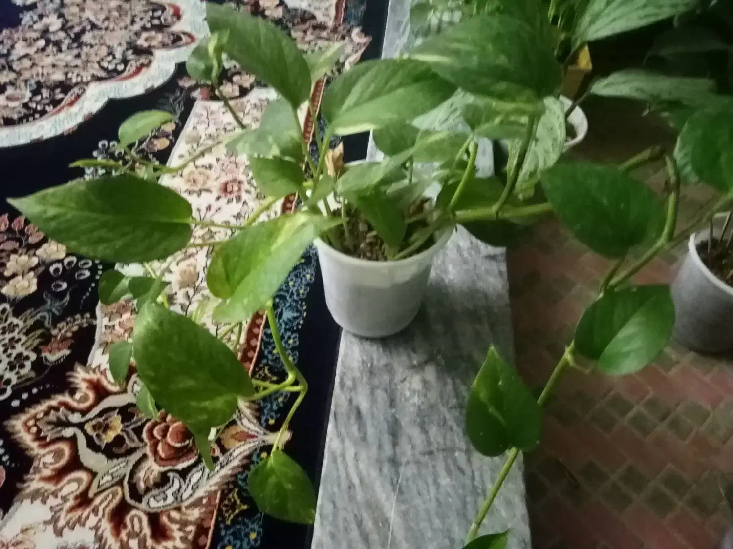 گل طبیعی|گل و گیاه طبیعی|خرمآباد, |دیوار