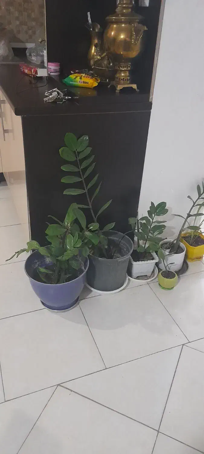 تعدادی گل زانفولیا همه با هم|گل و گیاه طبیعی|فولادشهر, مسکن مهر فولادشهر|دیوار