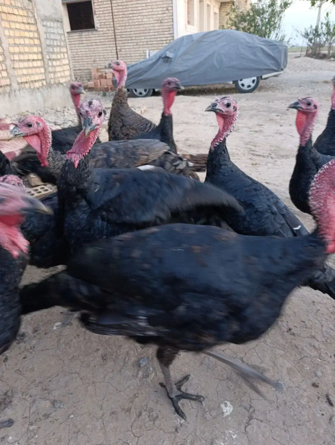 بقلمونن|حیوانات مزرعه|گرگان, |دیوار