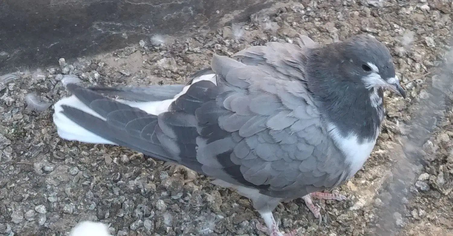 کبوتر|پرنده|اصفهان, زهران|دیوار