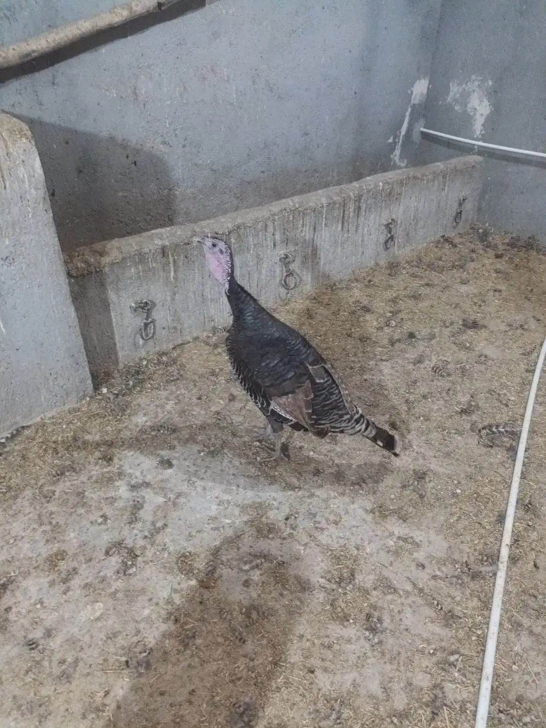 بوغلمون جوان امسالی|حیوانات مزرعه|اردبیل, |دیوار