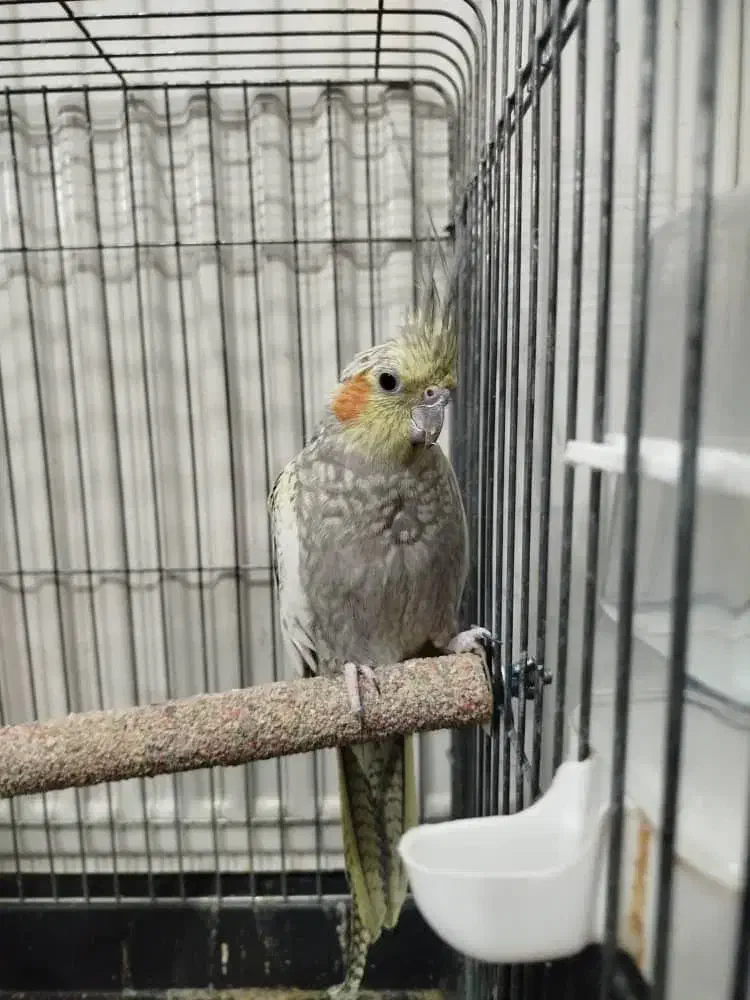 عروس هلندی|پرنده|یزد, |دیوار