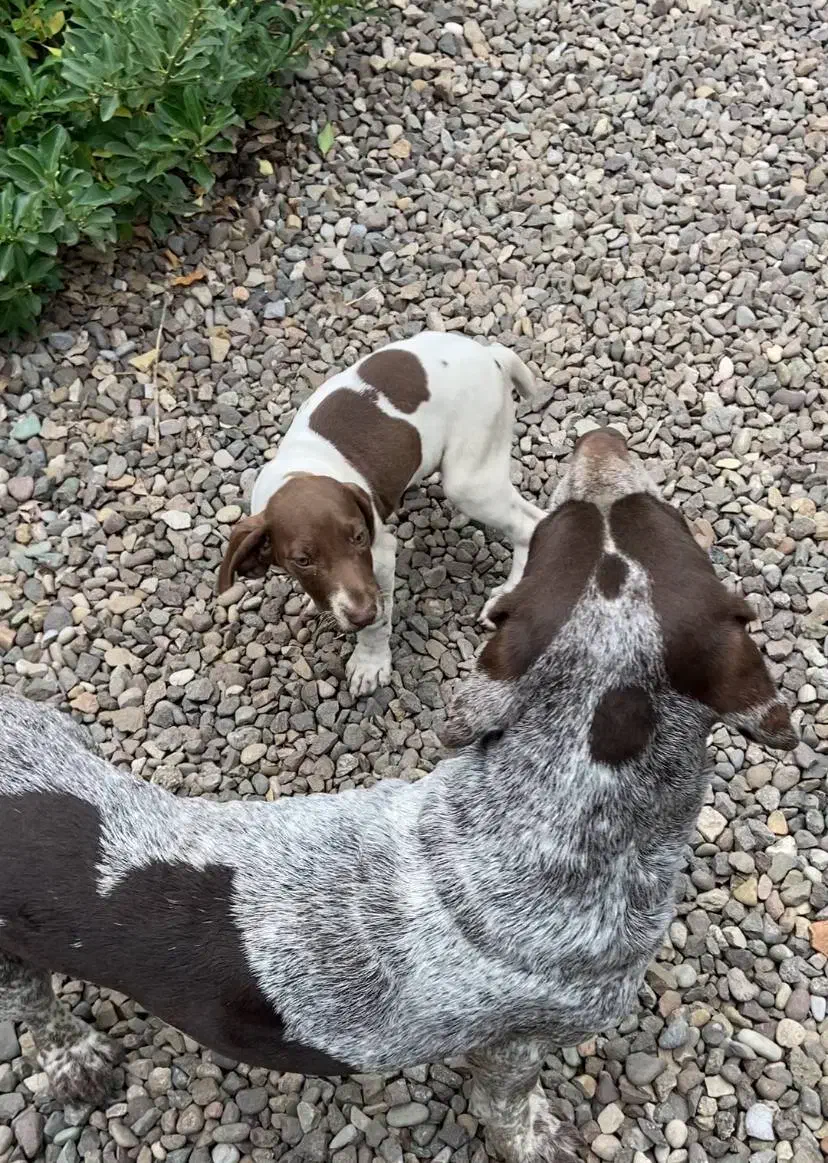 توله شکاری گمشده در لنگرود|سگ|لنگرود, |دیوار