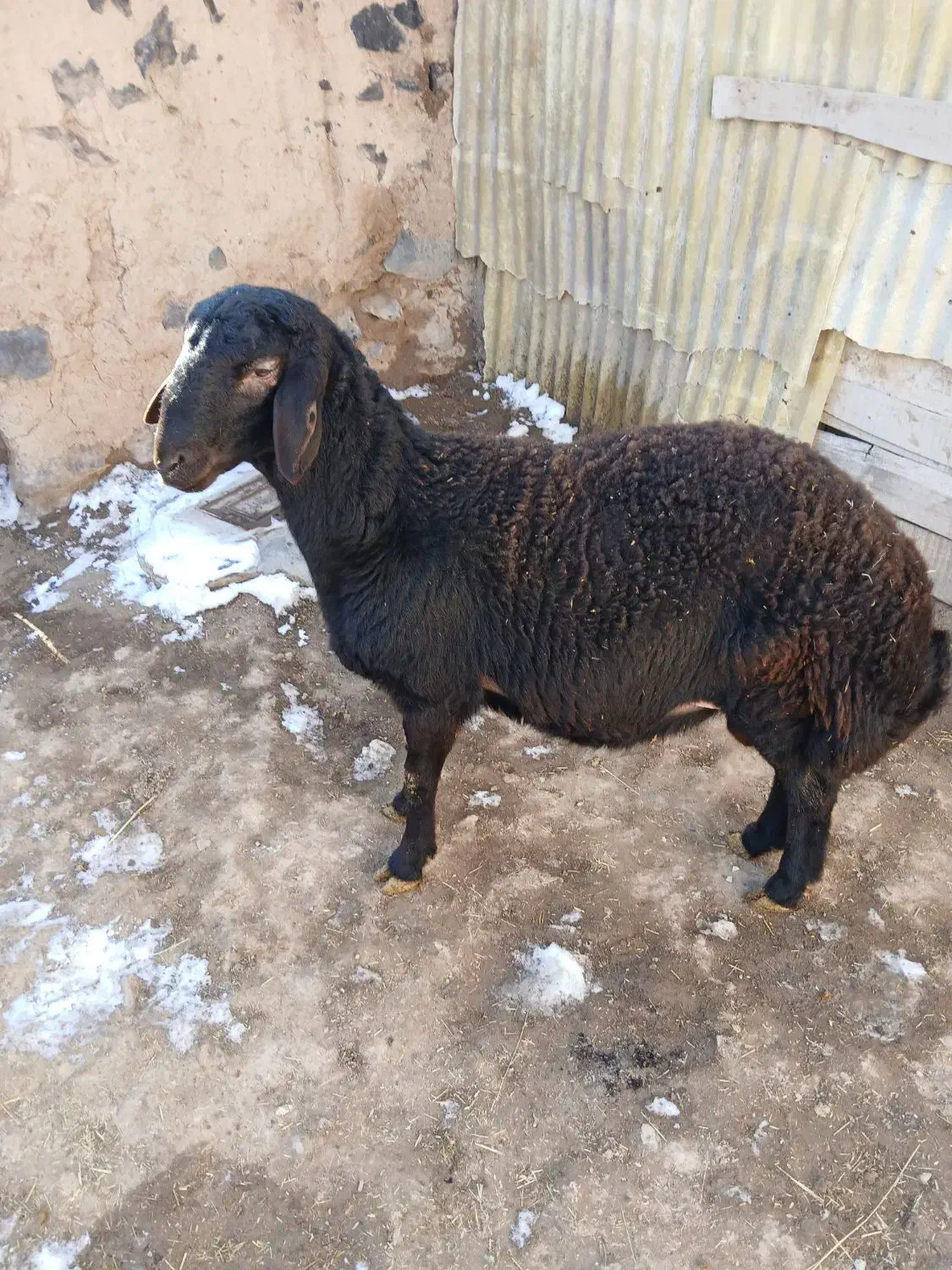 قوچ|حیوانات مزرعه|قره پشتلو, |دیوار