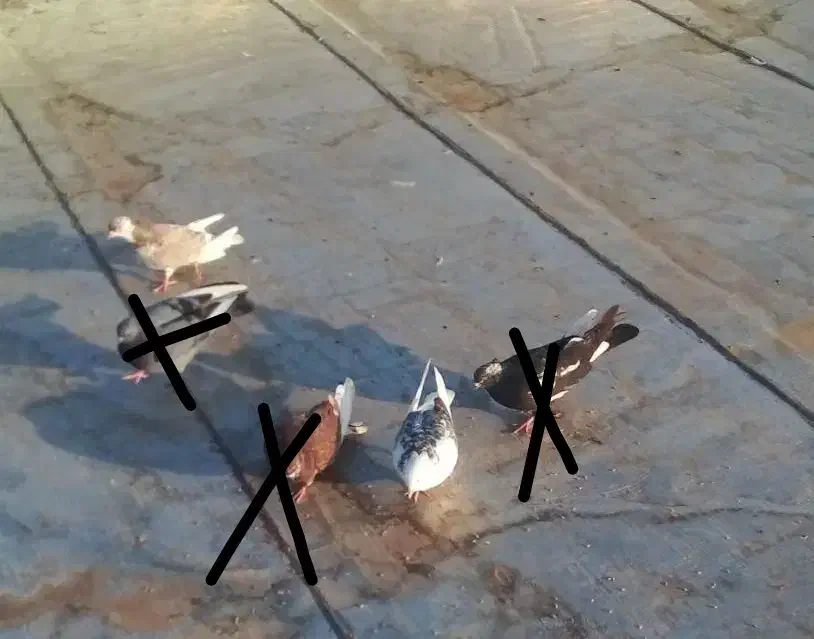 کفتر|پرنده|قرق, |دیوار