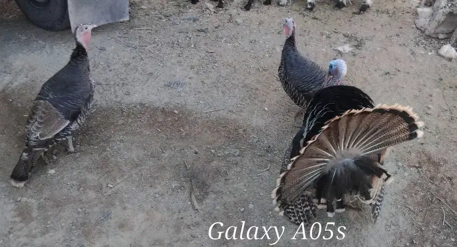 بوقلمون محلی|حیوانات مزرعه|سراوان, |دیوار